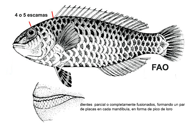 Sparisoma cretense_01.jpg